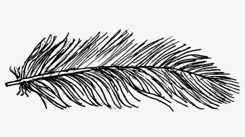 Drawing Feather Texture - Line Art, HD Png Download, Free Download