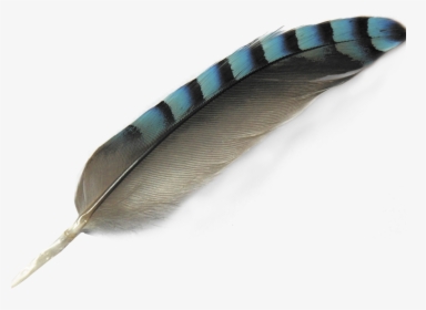 Transparent Feathers Turquoise - Transparent Background Bird Feather Free, HD Png Download, Free Download