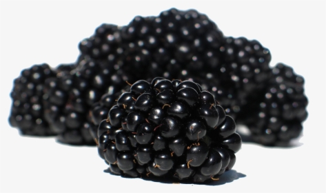 Best Free Blackberry Png - Black Mulberry Png, Transparent Png, Free Download