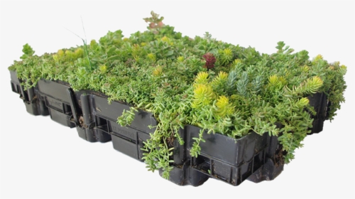 Sedum Green Roof Trays, HD Png Download, Free Download