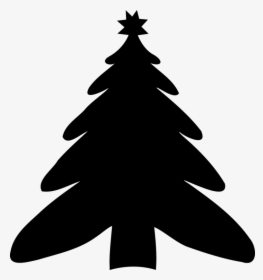 Evergreen,white Pine,colorado Spruce - Christmas Tree, HD Png Download, Free Download