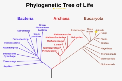 Current Location In Evolution - Phylogenetic Tree Of Life, HD Png Download, Free Download