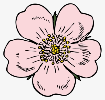 Free Vector Wild Rose Clip Art - Alberta Wild Rose Drawing, HD Png Download, Free Download