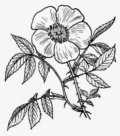 Eglantine, Roses, Plants, Flowers, Leaves, Stems - Flower Line Drawing, HD Png Download, Free Download