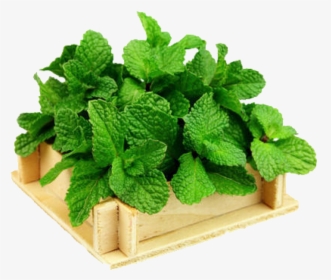 Peppermint Mint, HD Png Download, Free Download