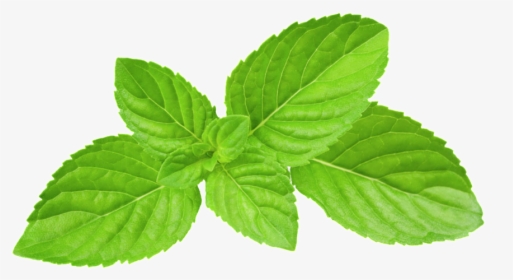 Clip Art Green Oil Leaves Transparent - Peppermint Leaves Png Transparent, Png Download, Free Download