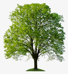 Backgrounds File, For Computer Pictures - Tree For Photoshop Hd, HD Png Download, Free Download