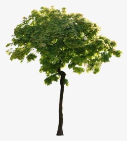 #trees #tree #leaves #log #wood #png #arvore #folhas, Transparent Png, Free Download