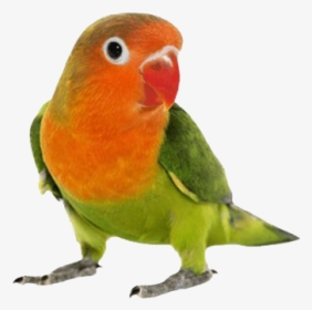 Love Birds Transparent File - Pet Bird Png, Png Download, Free Download