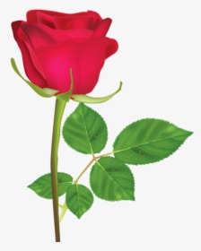 Flower,flowering Plant,rose,hybrid Tea Rose,plant,garden - Rosa Roja En Png, Transparent Png, Free Download
