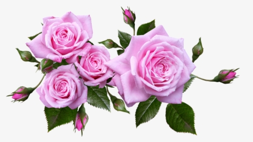 Rose, Flower, Arrangement, Plant - Pink Rose Transparent Background, HD Png Download, Free Download