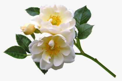 Roses, White, Flowers, Blooms, Plant, Garden - Rose, HD Png Download, Free Download