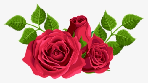 Transparent Picking Flowers Clipart - Hybrid Tea Rose Png, Png Download, Free Download