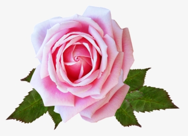 Rose, Pink, Flower, Plant, Garden - Imagenes De Rosa De Flor, HD Png Download, Free Download
