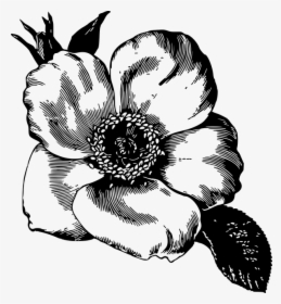 Flower Illustration - Black And White Flower Illustration, HD Png Download, Free Download