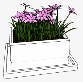 Flowers Bucket Clipart Download Hd Picture - Pogonia Japonica, HD Png Download, Free Download