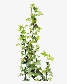 Plants Png Ivy, Transparent Png, Free Download