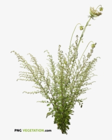 Wild Plants Png, Transparent Png, Free Download