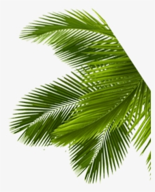 Palms, HD Png Download, Free Download