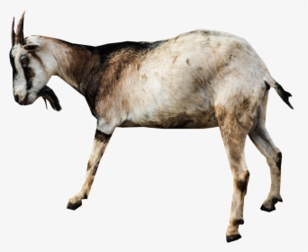 Goat Sheep Animal - Transparent Background Goat Transparent, HD Png Download, Free Download