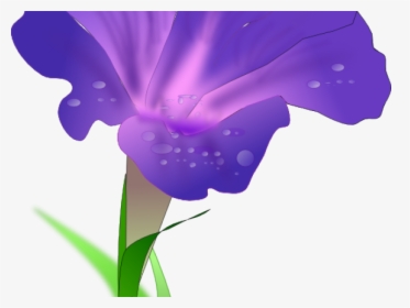 Morning Glory Flower Png, Transparent Png, Free Download