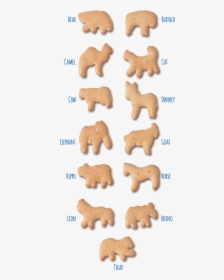 Animal Crackers Pictures - Animal Cracker Transparent Background, HD Png Download, Free Download