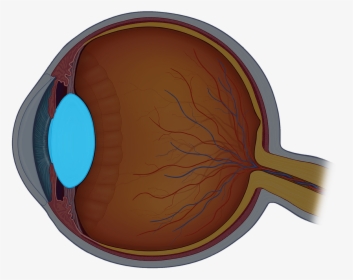Eye Structure Png, Transparent Png, Free Download