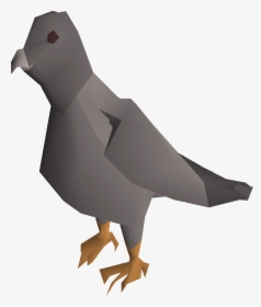Pigeon Png Pic - Runescape Pigeon, Transparent Png, Free Download