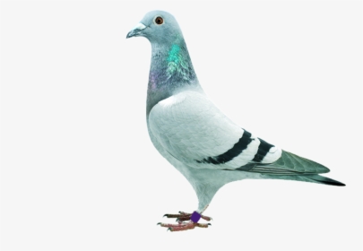 Homing Pigeon Stock Dove Columbidae Download - Pigeons And Doves, HD Png Download, Free Download