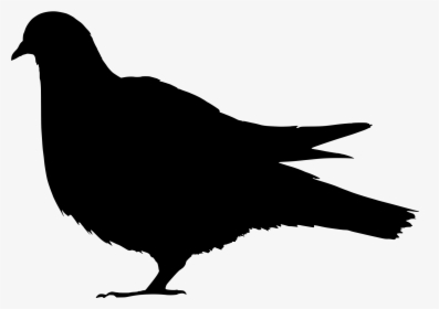 Silhouette Of A Pigeon, HD Png Download, Free Download