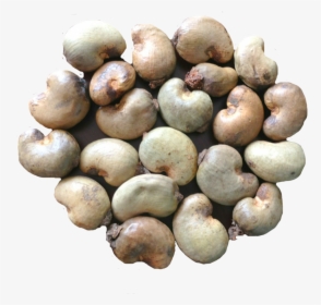 Vietnam Special Raw Cashew Nuts For Sale - Raw Cashew Nut Images Download, HD Png Download, Free Download