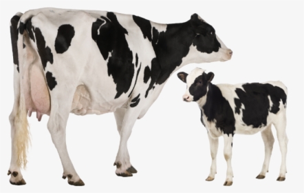 Holstein Friesian Cattle Heck Cattle Jersey Cattle - Heat Stress Cattle Pathway, HD Png Download, Free Download