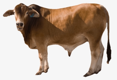 Cow Png Free Download - Cow Png, Transparent Png, Free Download