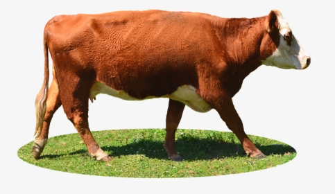 Cow Png, Transparent Png, Free Download