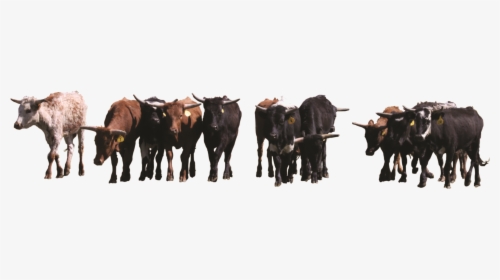 A Herd Of Cattle - Herd Of Cows Png, Transparent Png, Free Download