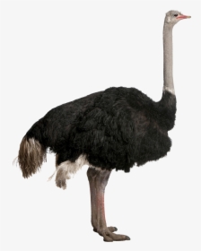 Ostrich Png, Transparent Png, Free Download