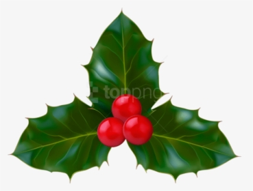 Holly,leaf,american Plant,tree,woody Plant,hollyleaf - Holly Png, Transparent Png, Free Download
