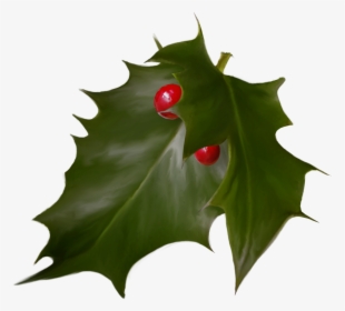 Holly Christmas Advent Wreath Holiday - Hollyleaf Cherry, HD Png Download, Free Download