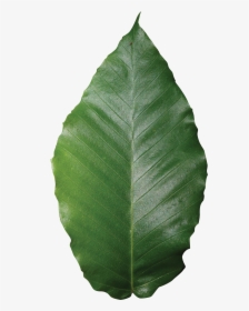 Beech Tree Leaf Png - Beech Leaf Transparent Background, Png Download, Free Download
