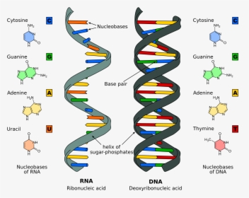 Replication Structure Stages Of - Nucleic Acid, HD Png Download, Free Download