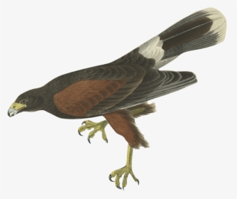 Updated-bird - Harris Hawk Audubon, HD Png Download, Free Download