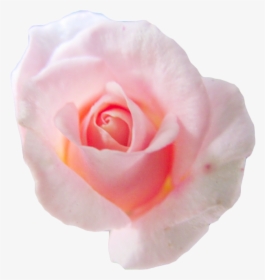 Flower Pink Transparent Background, HD Png Download, Free Download