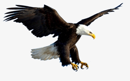 Eagle Flying Psd , Png Download - Eagles Flying Png, Transparent Png, Free Download