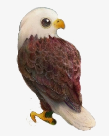 #aguila #aves - Bald Eagle Kawaii Drawing, HD Png Download, Free Download