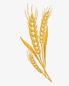 Wheat Prairie Bran Harvest Clipart Free Transparent - Harvest Wheat Clipart, HD Png Download, Free Download
