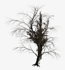 September Trees Png - Dark Tree No Background, Transparent Png, Free Download