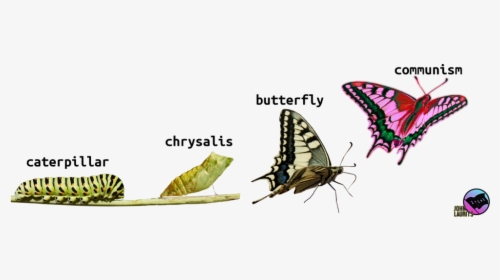 Metamorphosis, Caterpillar To Chrysalis, Butterfly, - Butterfly Metamorphosis, HD Png Download, Free Download