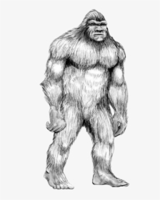 #handdrawn #sasquatch #bigfoot #wildman #booger #yowie - Drawing Of Bigfoot, HD Png Download, Free Download
