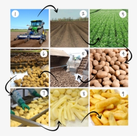Potatoes From Farm To Fork, HD Png Download, Free Download