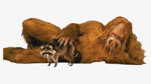 Animal & Personsasquatch - Sasquatch With Raccoon, HD Png Download, Free Download